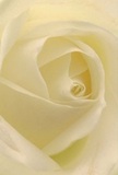 Imagine stepping inside the heart of a cream-white rose, its petals spiraling around you in a cocoon of softness-a sensation reminiscent of quiet mornings on the edge of Croydon's Park Hill. The velvety texture is so finely wrought, it feels almost like brushing your fingertips across smooth satin. Each petal curls inward with gentle grace, while subtle shadows drift between the ivory layers, lending a depth and peace that echoes throughout the bouquet. The atmosphere is one of serene luminosity, with the light playing softly over the creamy contours and creating a subtle drama found only in masterful floral design. As a Croydon florist, I see every detail here crafted for moments of reverence-ideal for expressing sympathy, admiration, or celebrating new beginnings along the leafy avenues of Shirley. There's a hint of sweet fragrance, understated yet soothing, that lingers in the air-a presence both comforting and quietly inspiring. This lush close-up captures not just the beauty of the rose, but the heartfelt artistry and thoughtful intention woven into every local delivery.